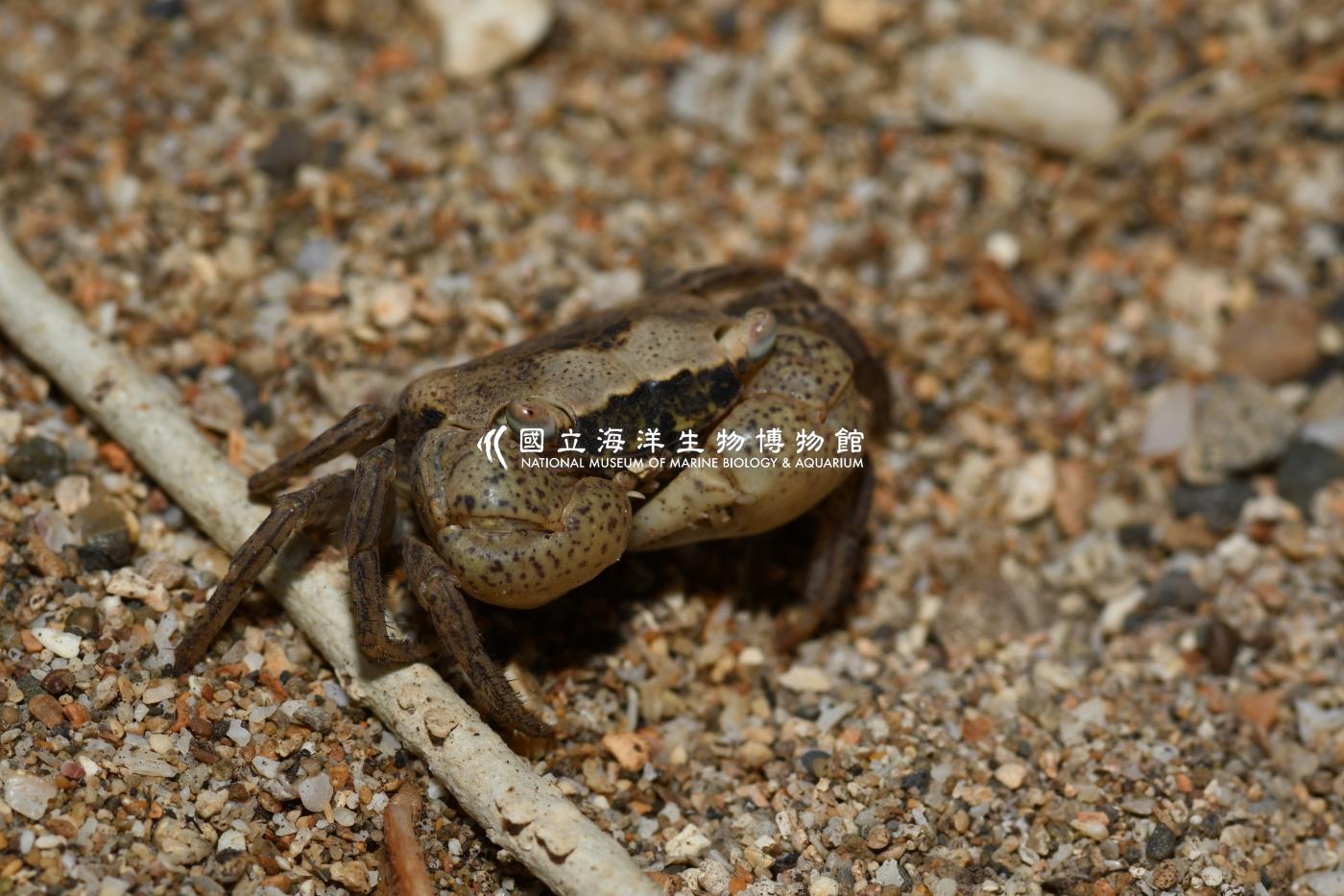 肥胖後相手蟹