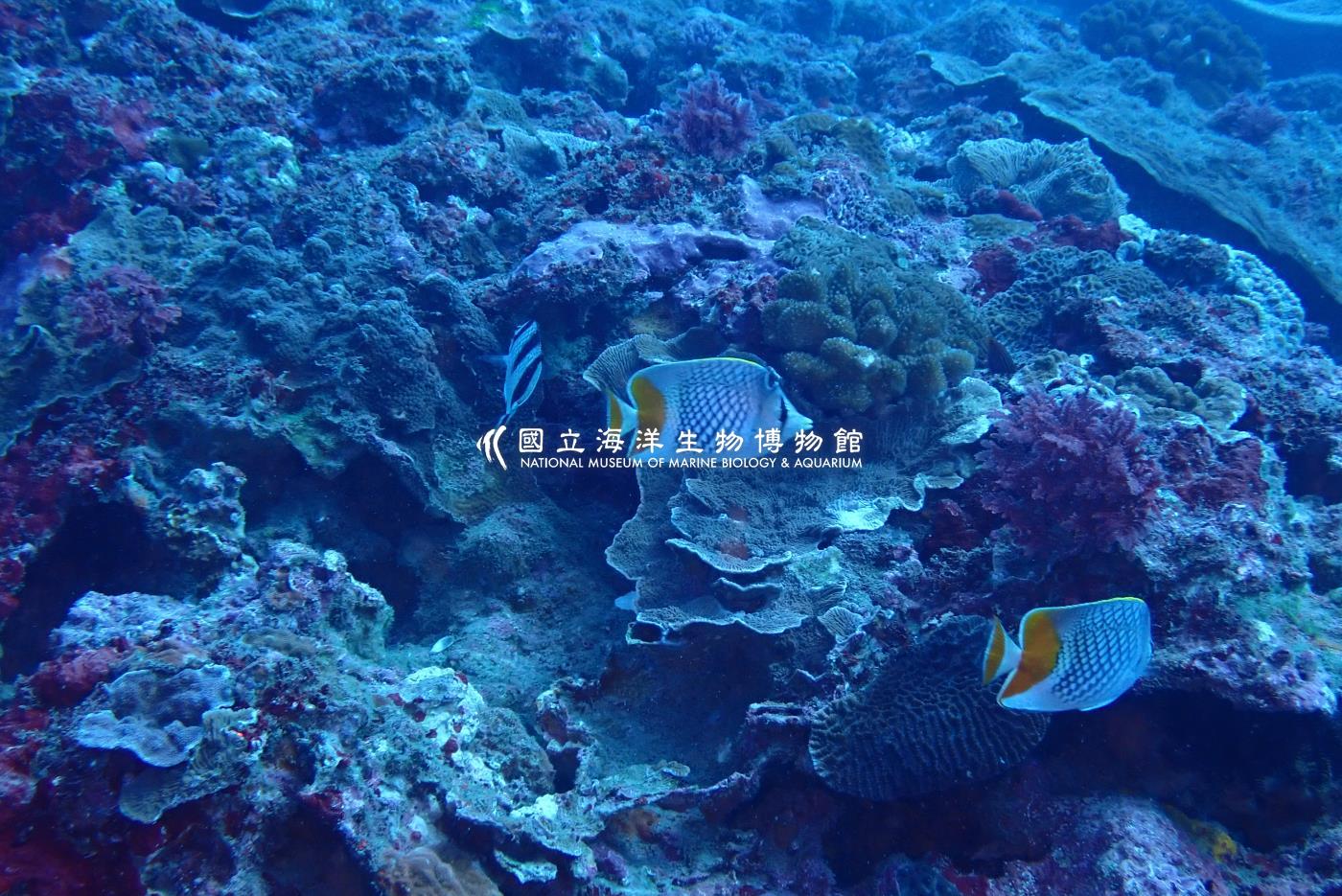紅尾蝴蝶魚