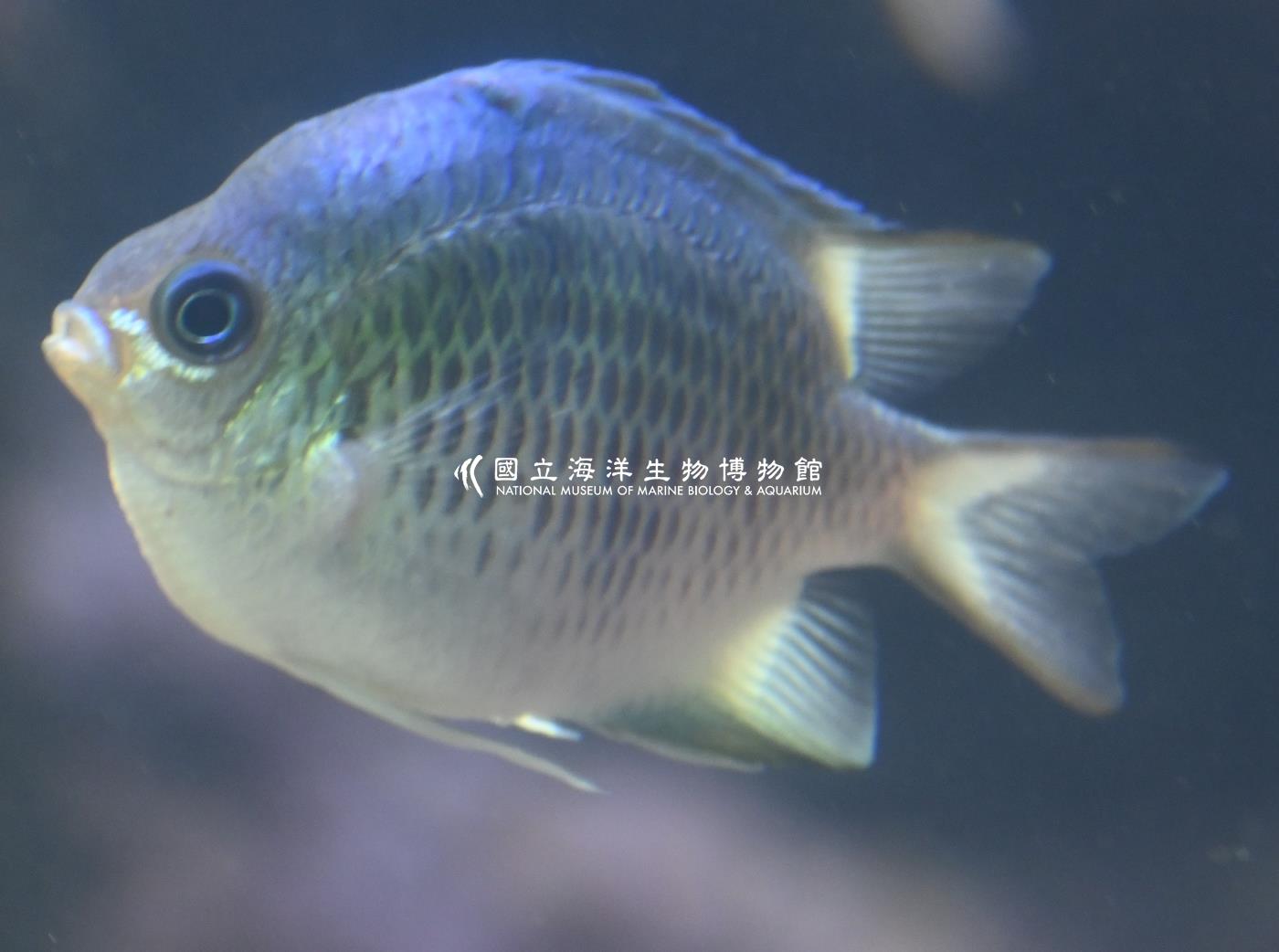 橘鈍寬刻齒雀鯛