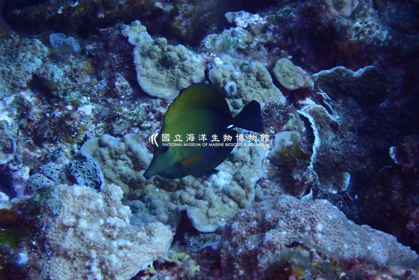 小高鰭刺尾鯛