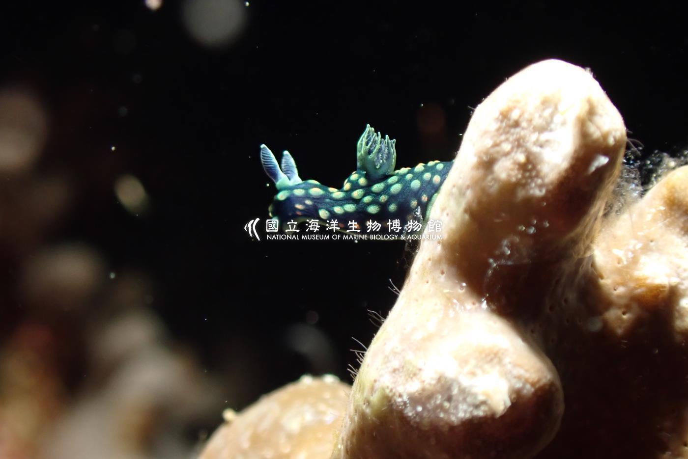 雞冠多角海蛞蝓