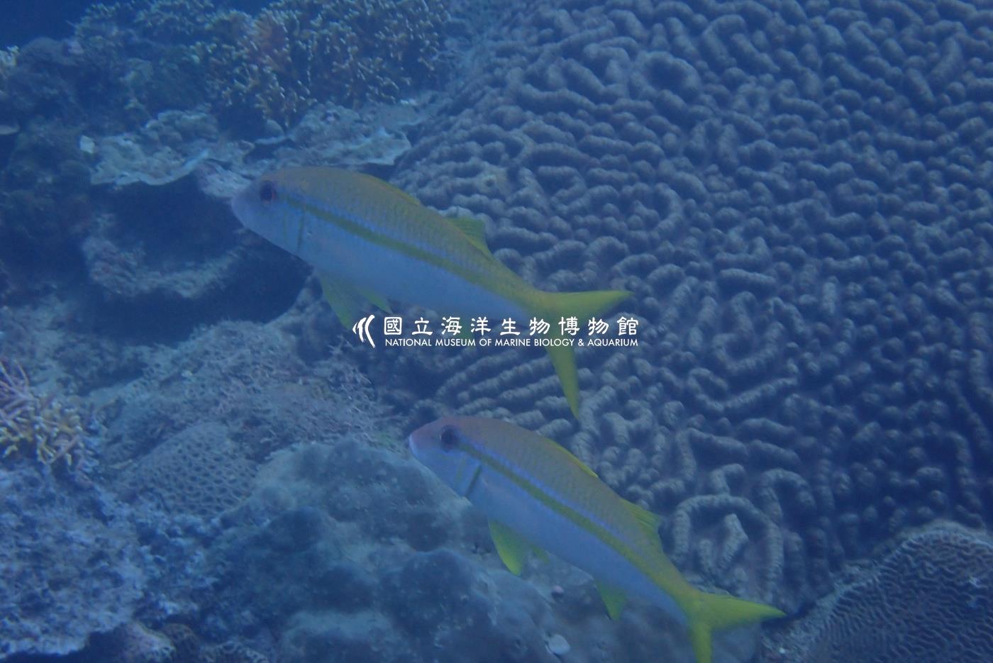 照片