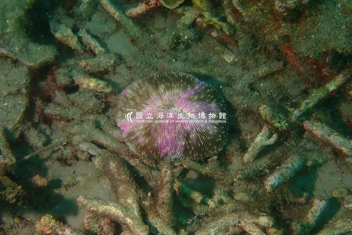 蕈珊瑚科 Fungiidae