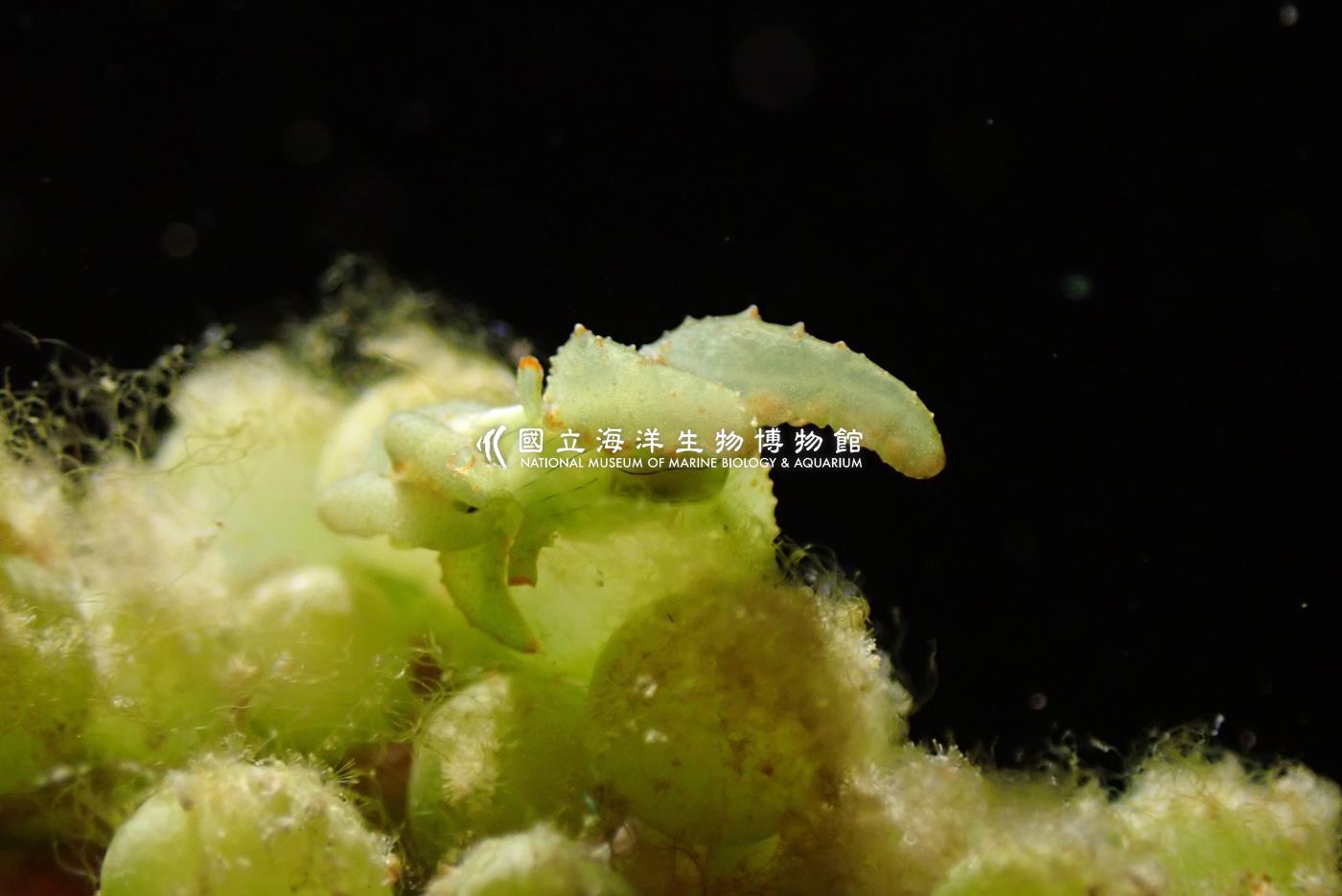 蘇爾比長足螺