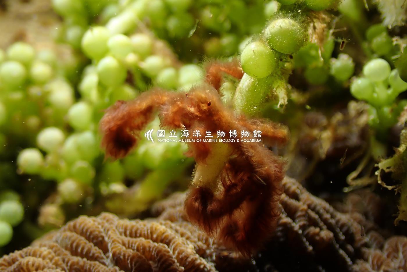 日本英雄蟹(紅毛猩猩蟹)