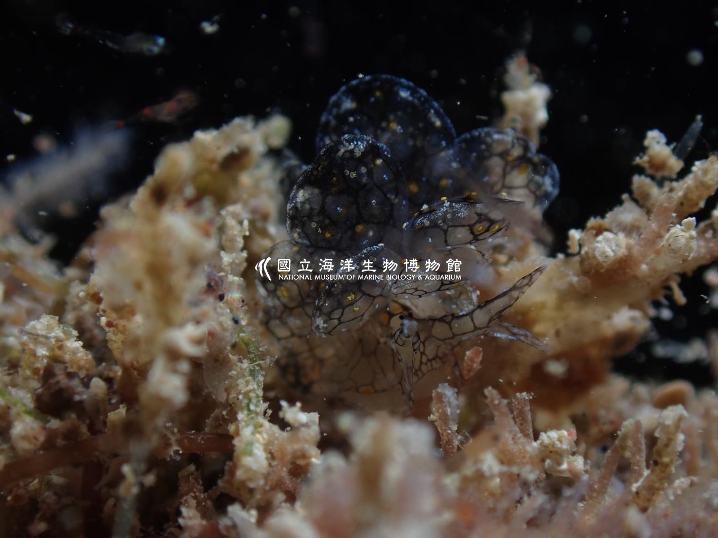 雪花美葉海蛞蝓