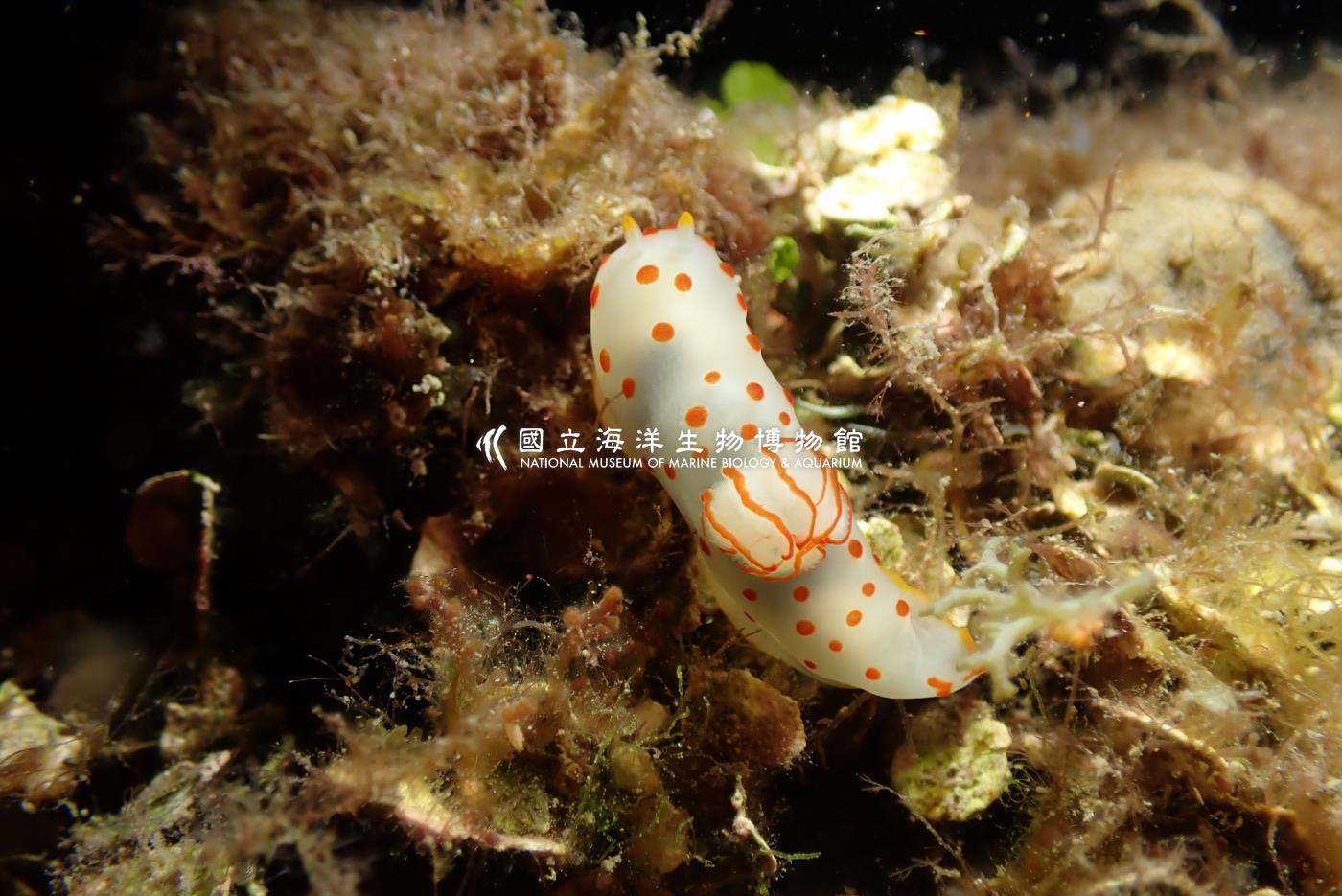 錫蘭裸海蛞蝓