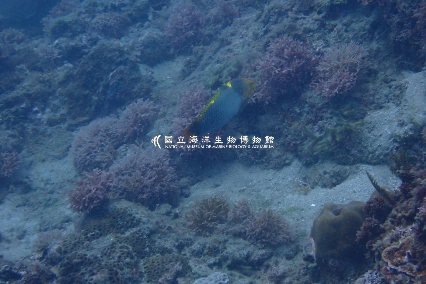 雲斑海豬魚