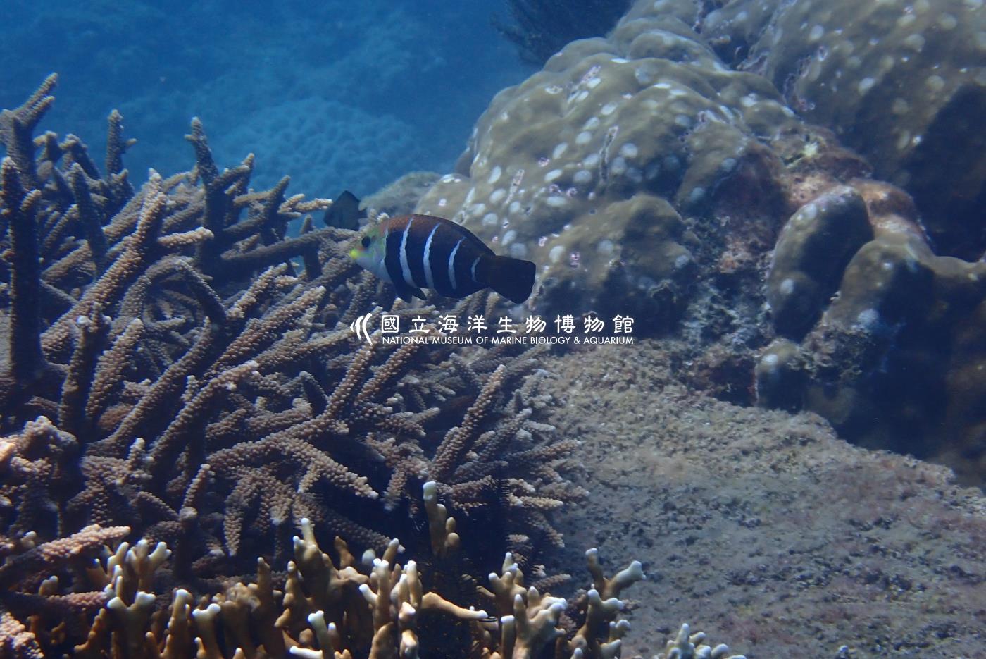 條紋半裸魚