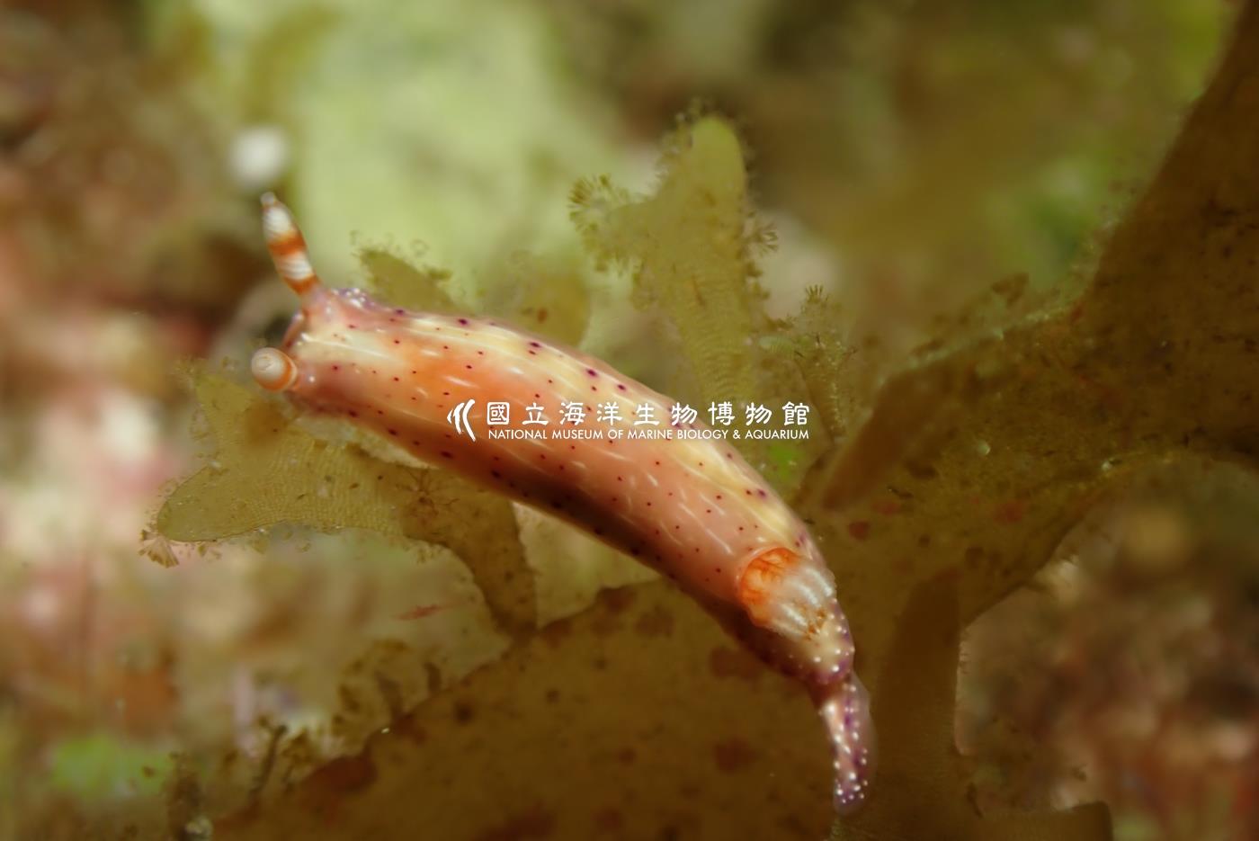 飾纹多彩海蛞蝓