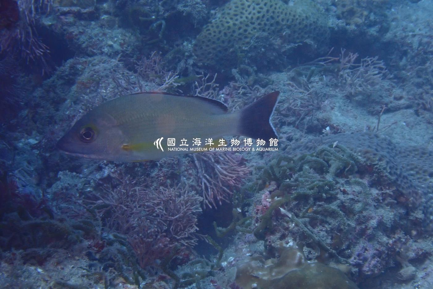 照片