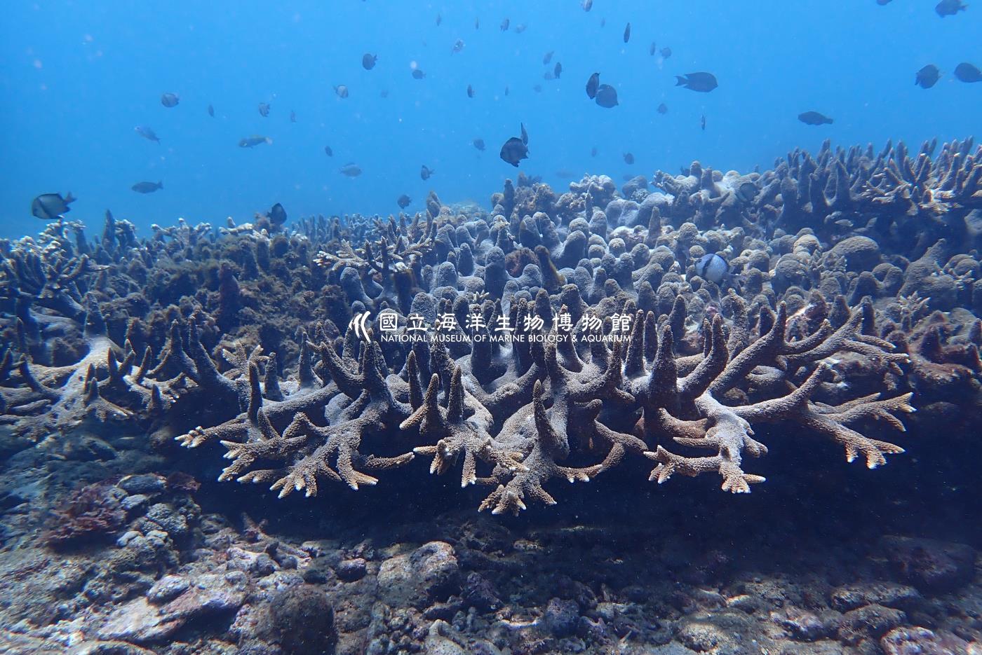 軸孔珊瑚屬