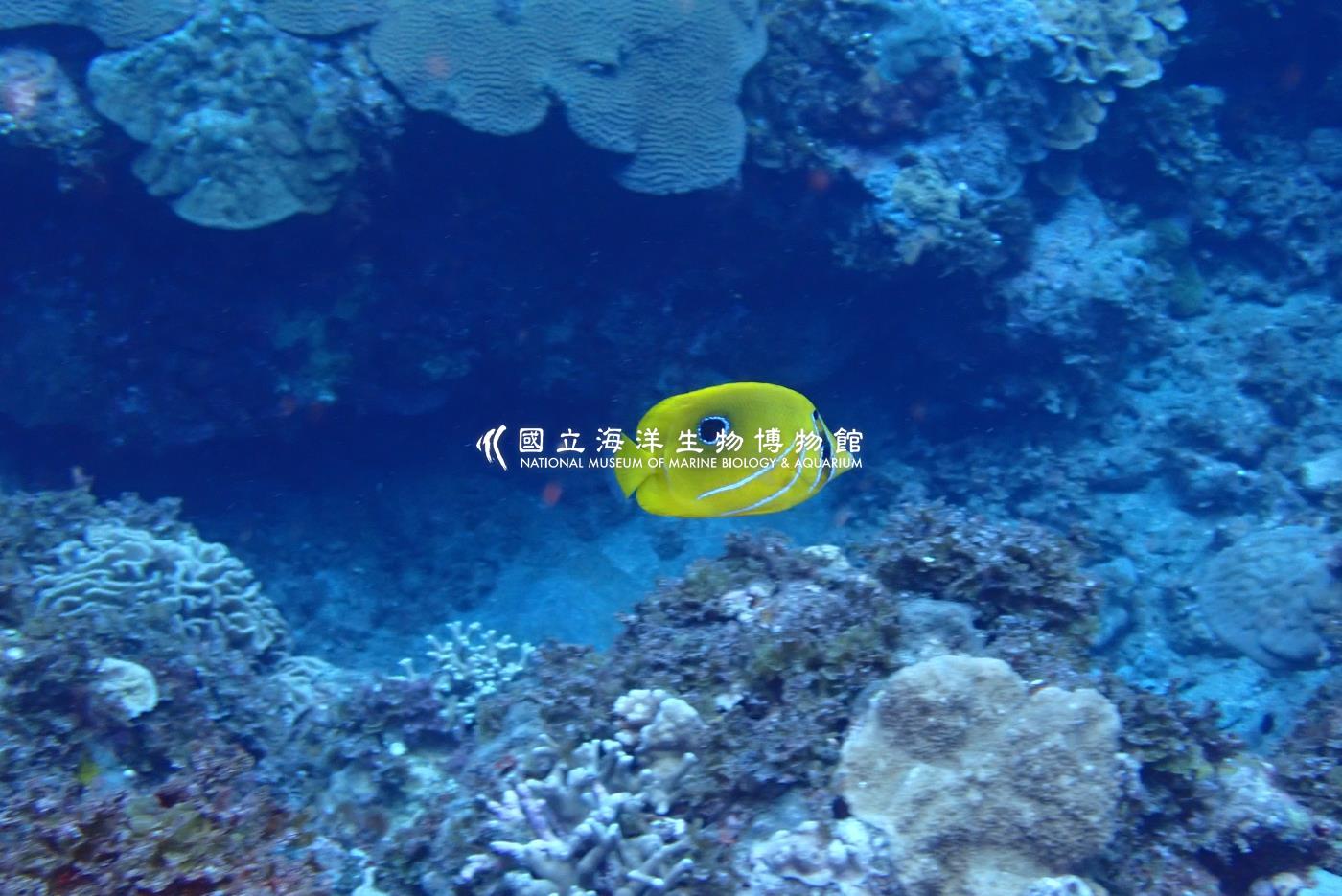 本氏蝴蝶魚
