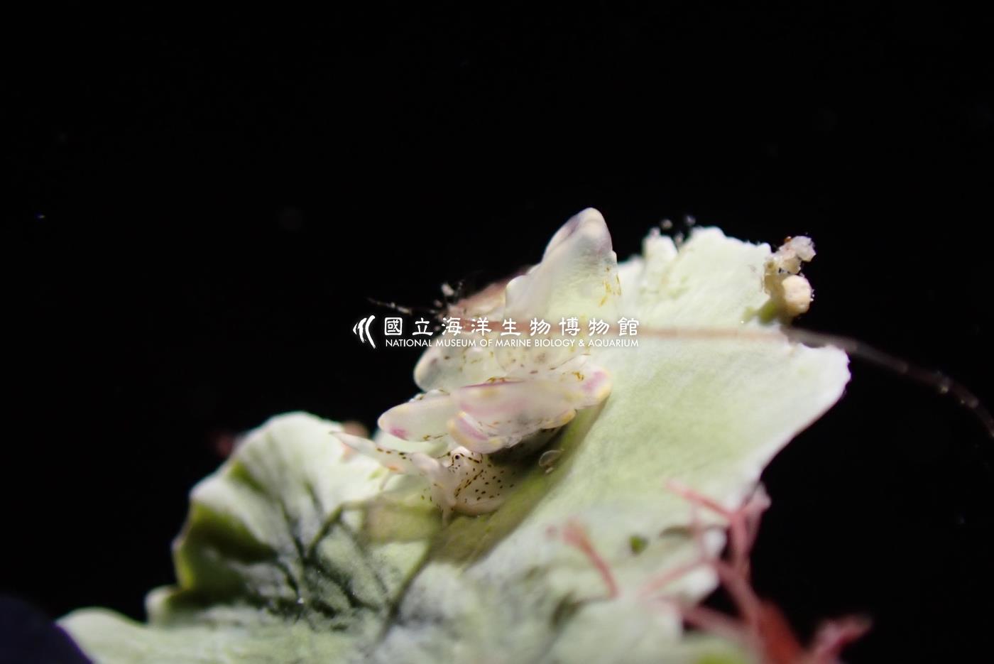 紫邊美葉海蛞蝓