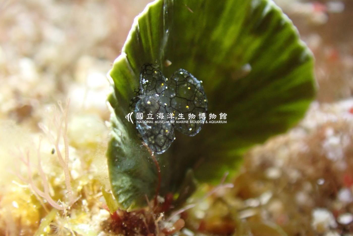 雪花美葉海蛞蝓