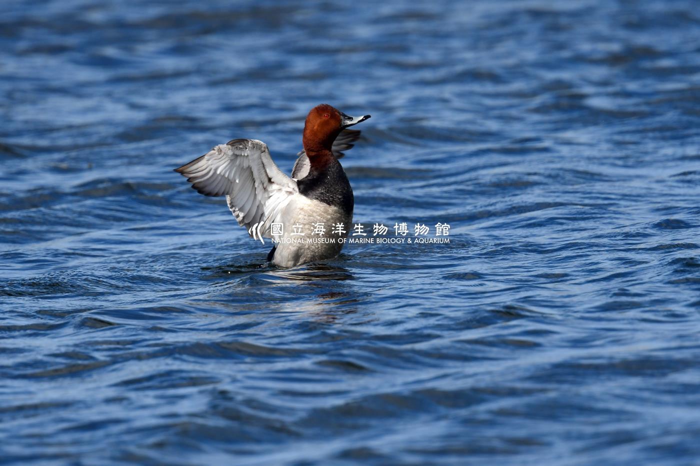 紅頭潛鴨