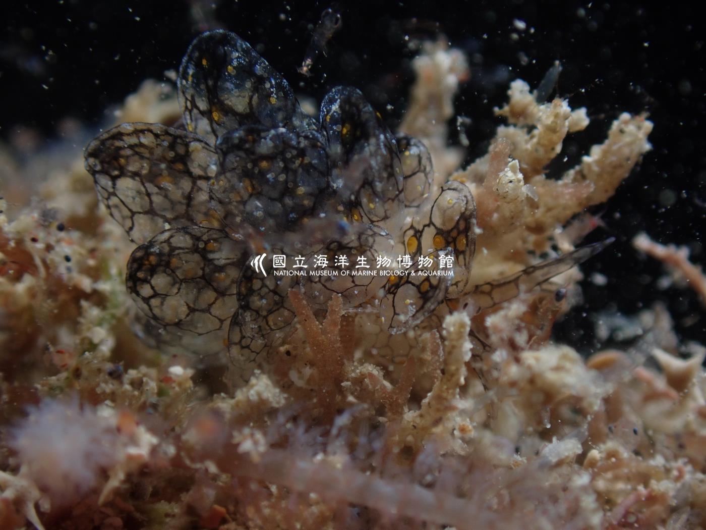 雪花美葉海蛞蝓
