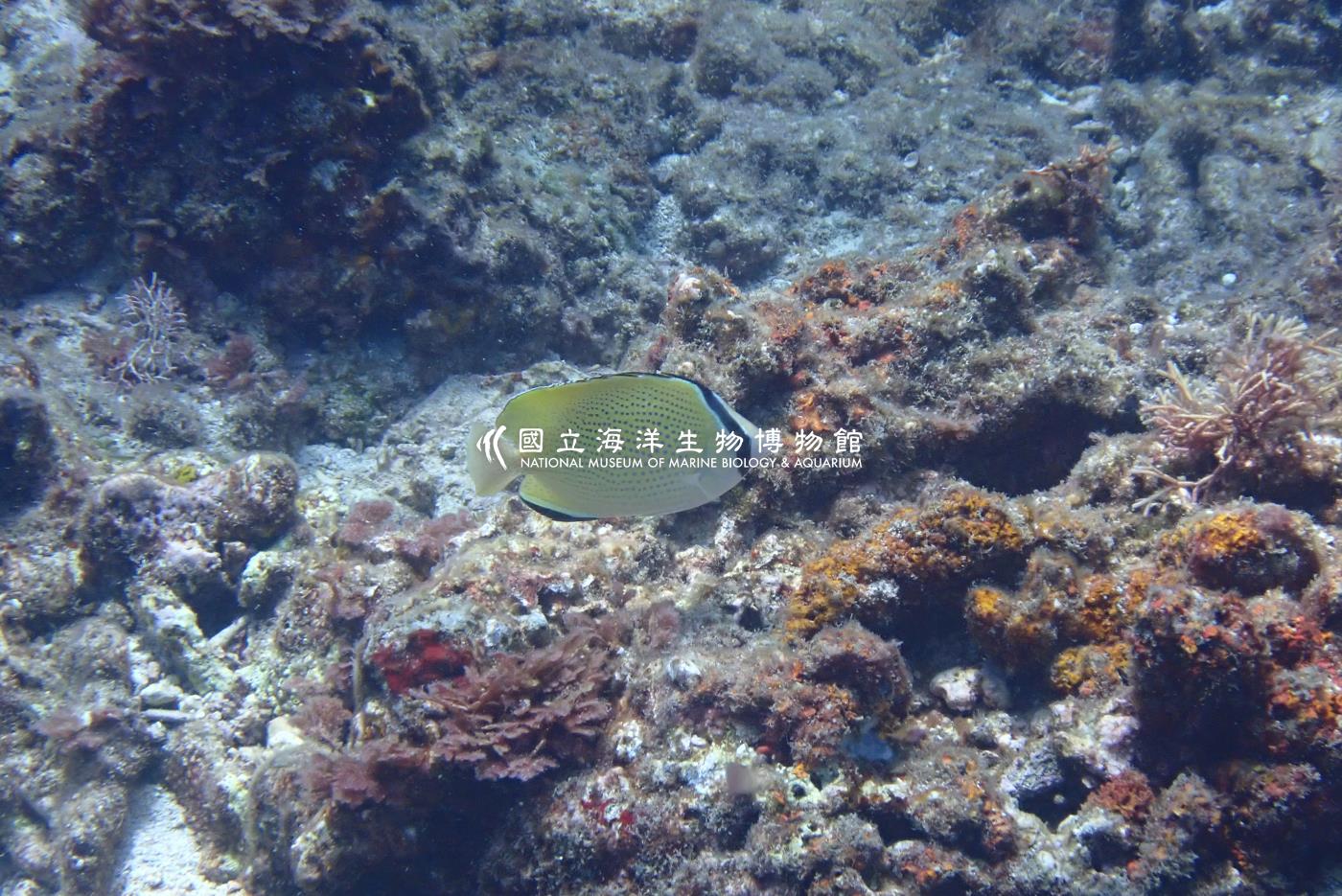 胡麻斑蝴蝶魚