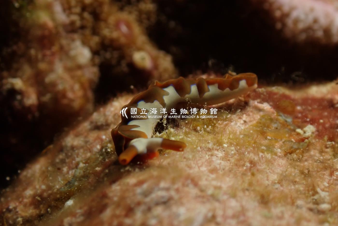 波紋平鰓海蛞蝓
