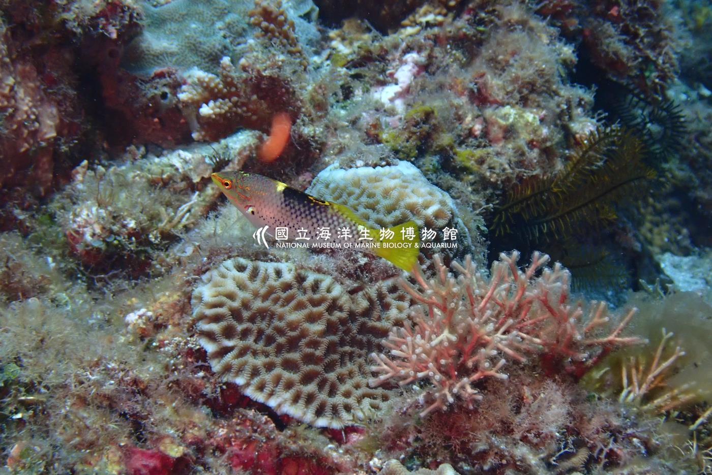 雲斑海豬魚