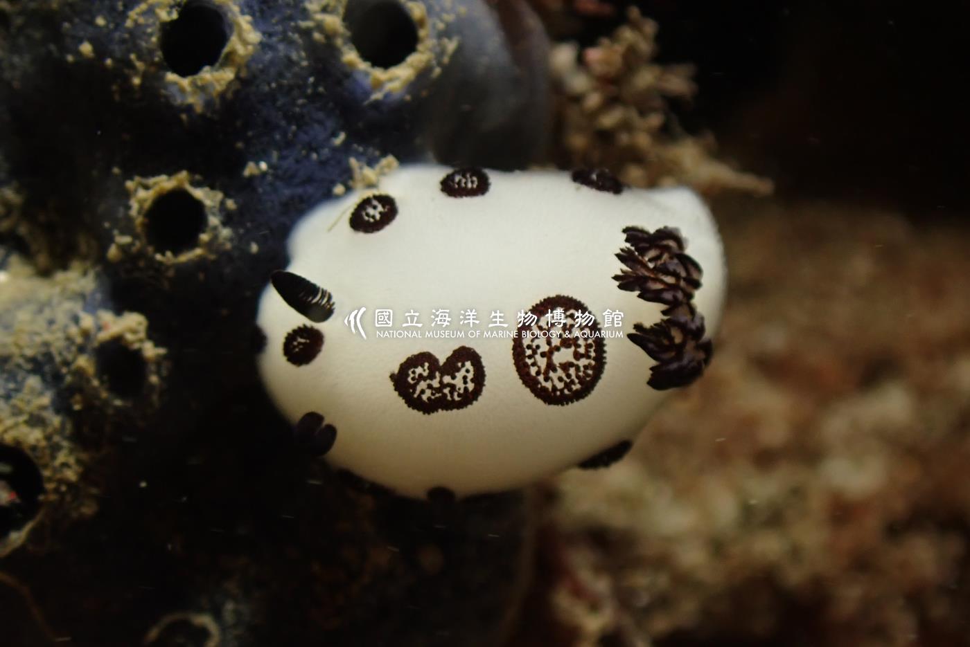 煙囪弧型盤海蛞蝓