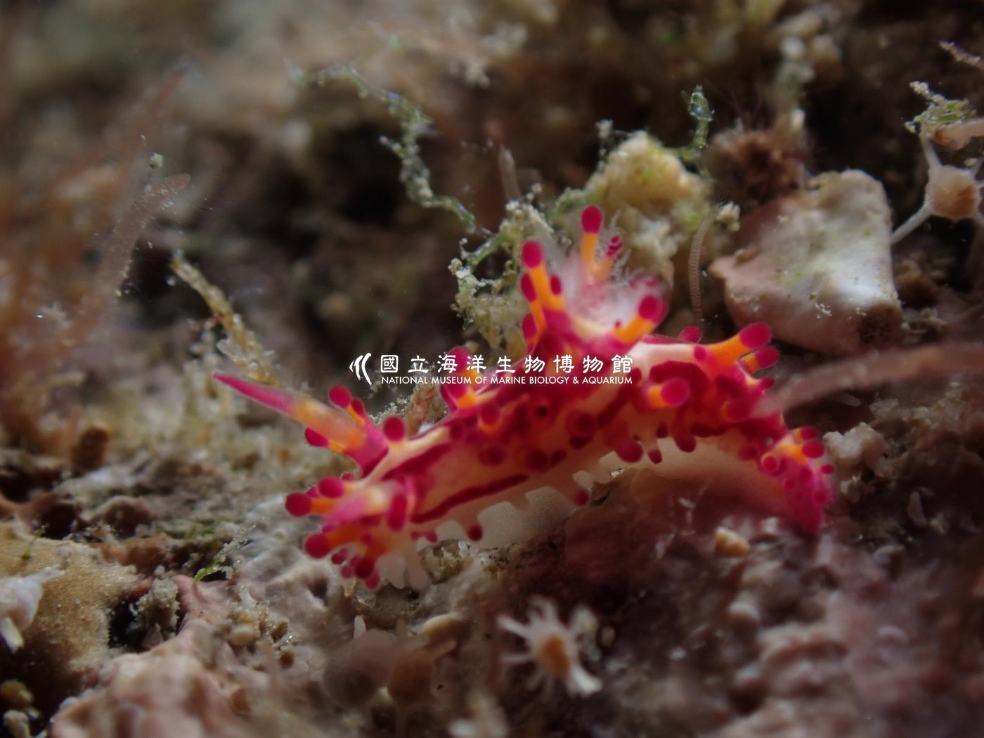 端紫三鰓海蛞蝓