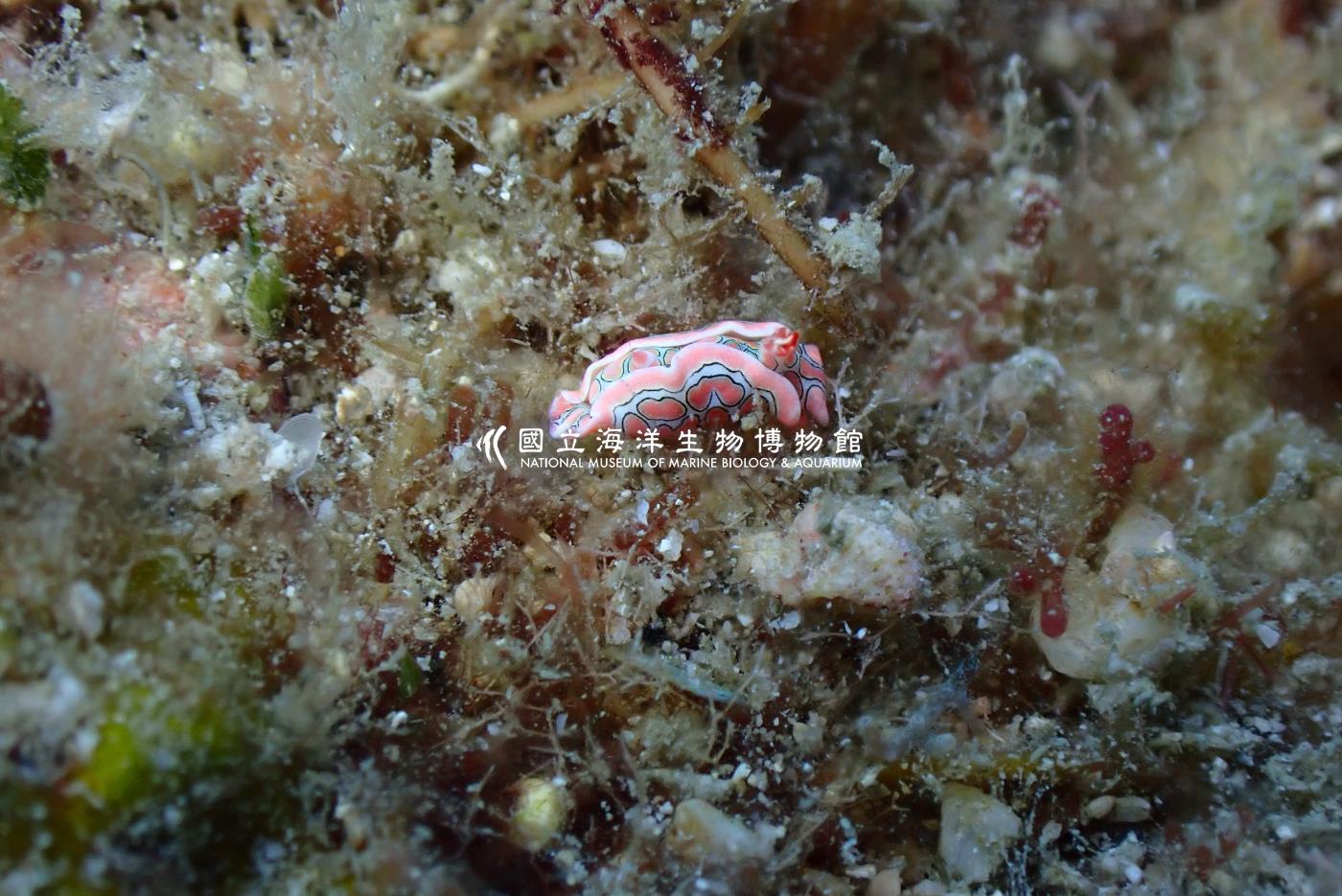 幻覺腹翼海蛞蝓