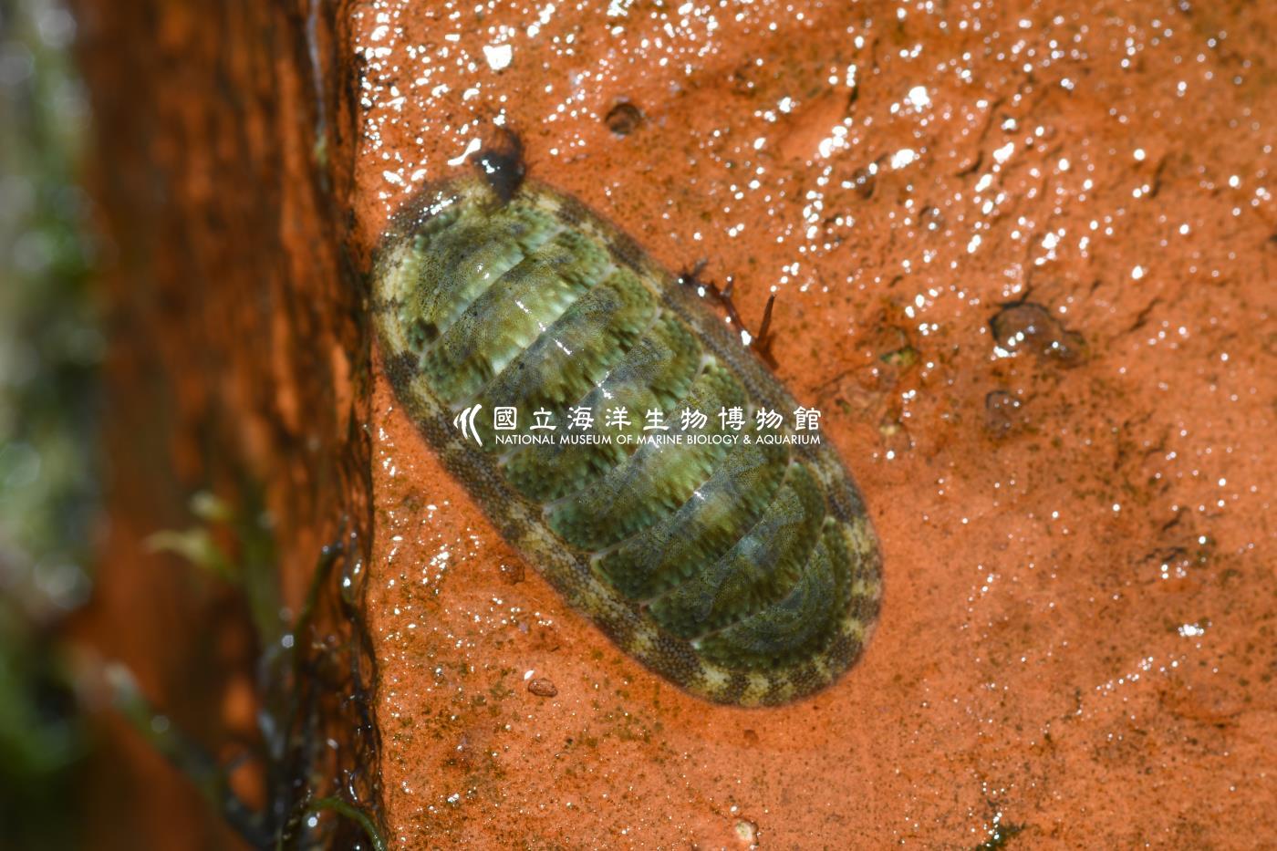 石鱉