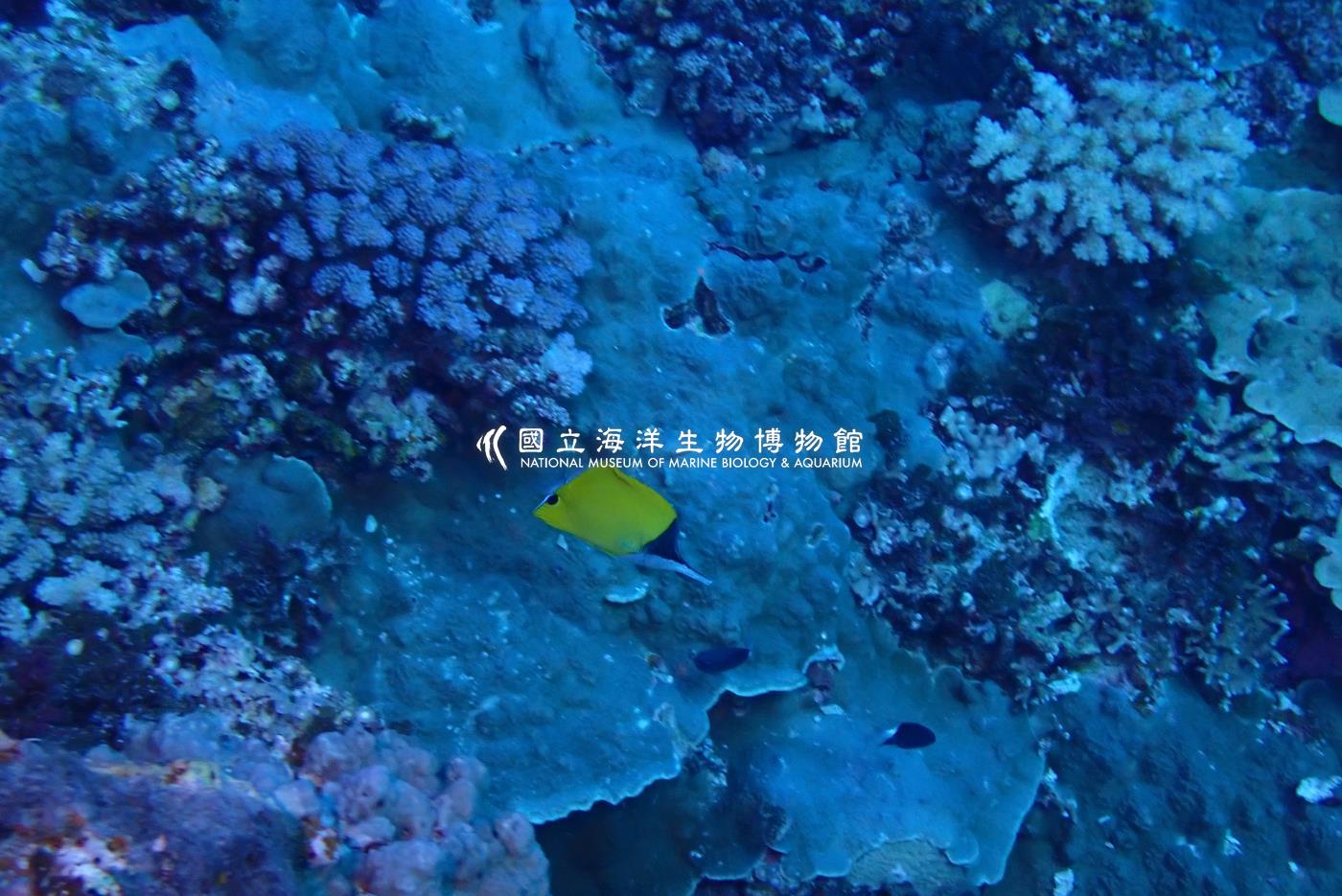 黃鑷口魚