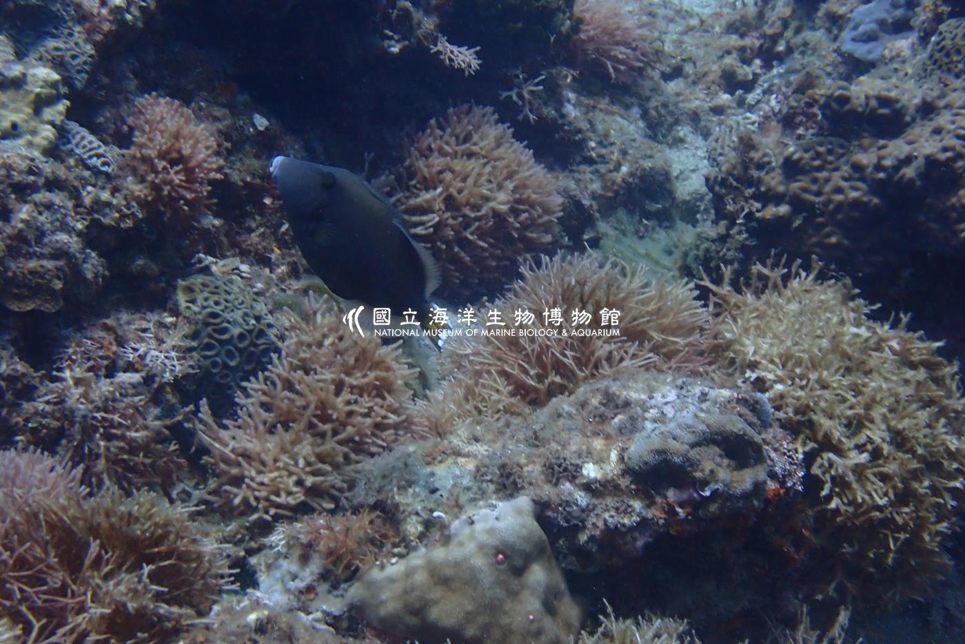 照片