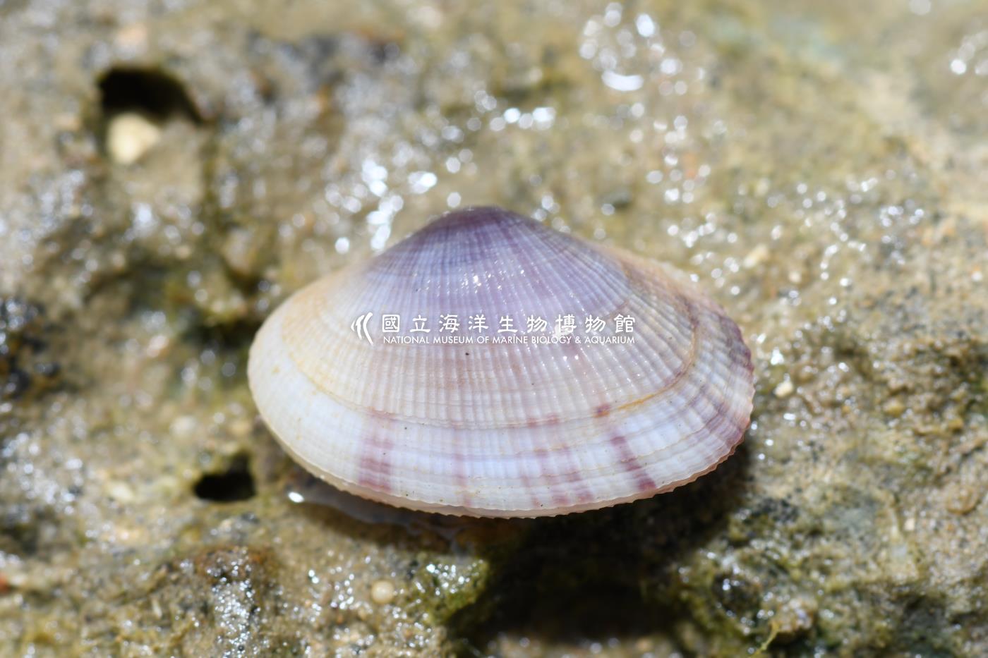 紫晃蛤