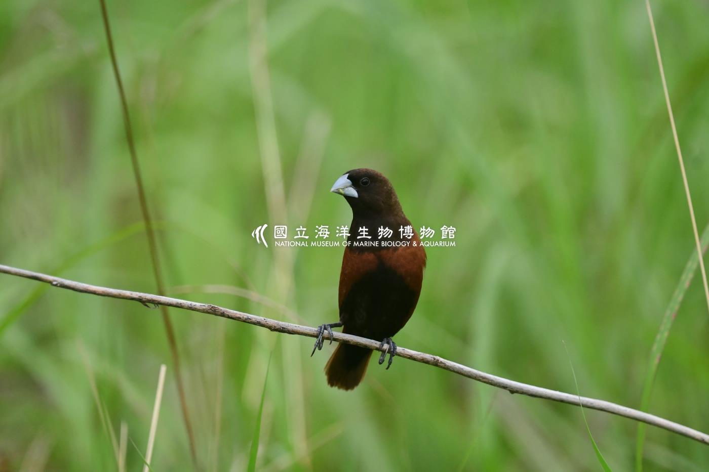 黑頭文鳥