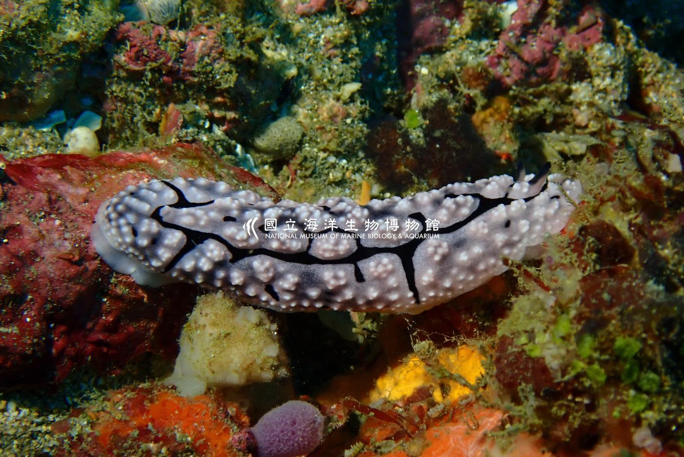 裂紋擬葉海蛞蝓