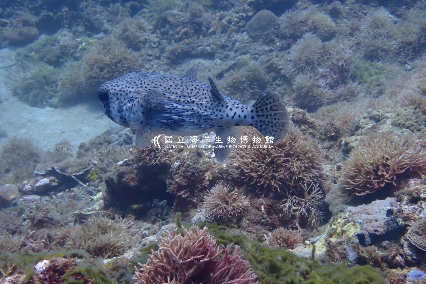 密斑二齒魨