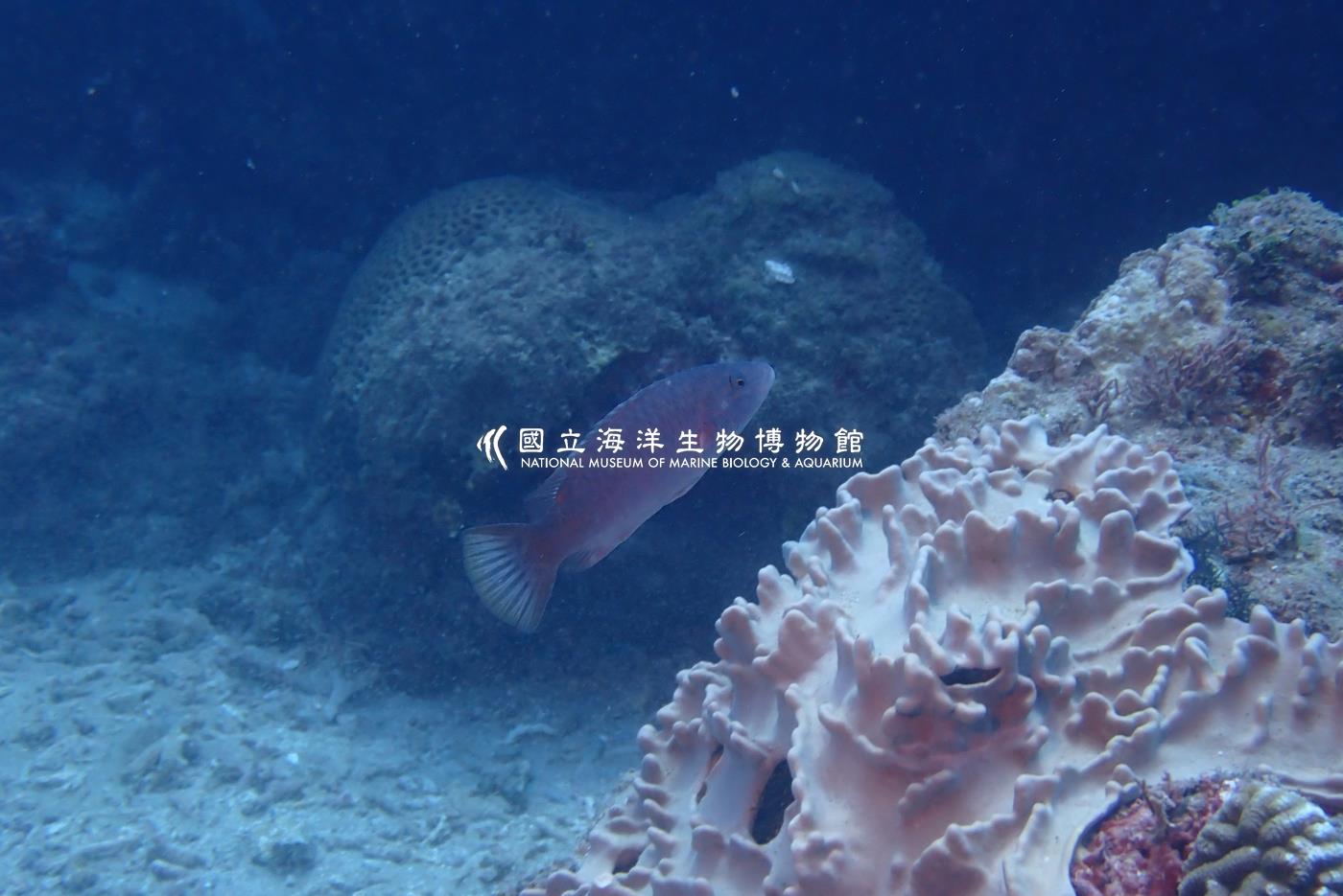照片