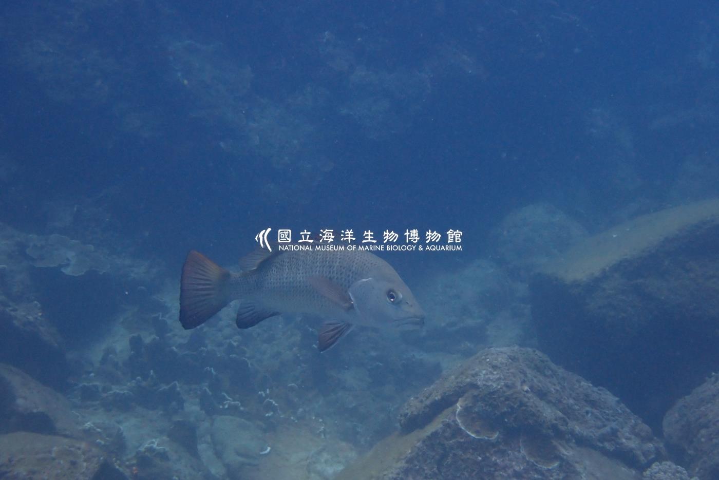 銀紋笛鯛