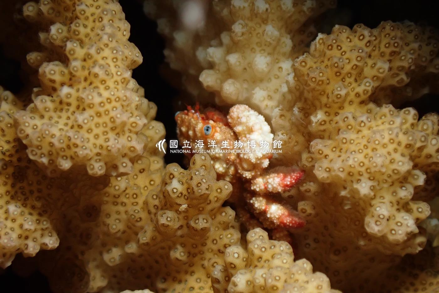 四葉波紋蟹