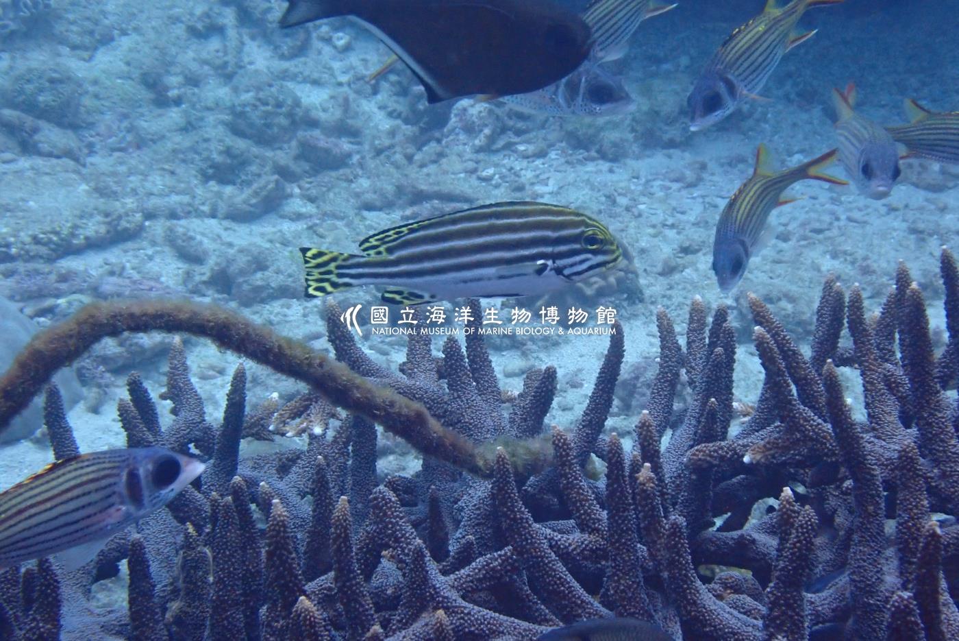 雷氏胡椒鯛