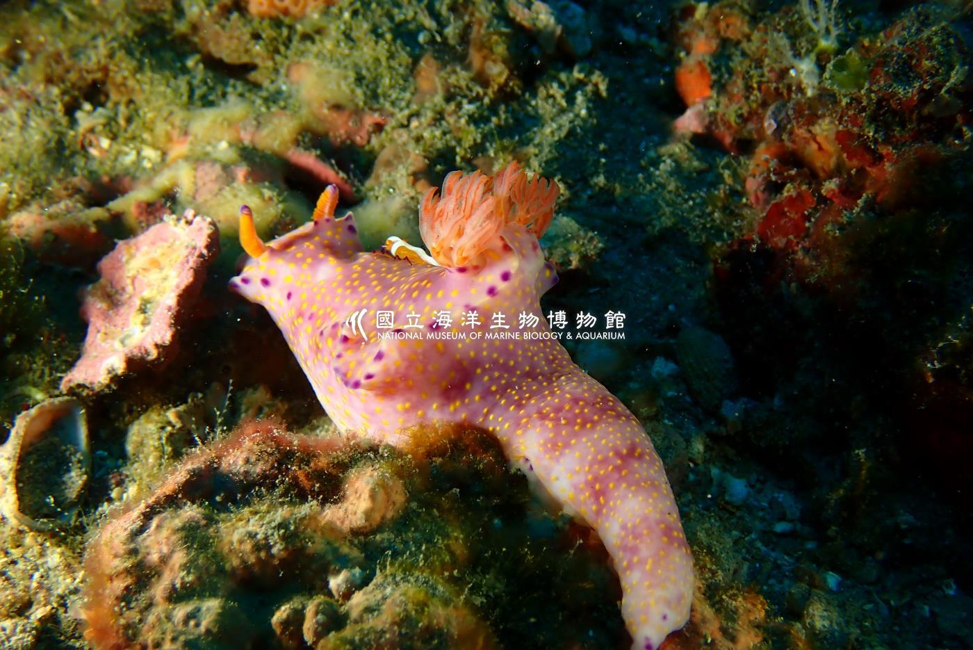 紫邊多彩海蛞蝓