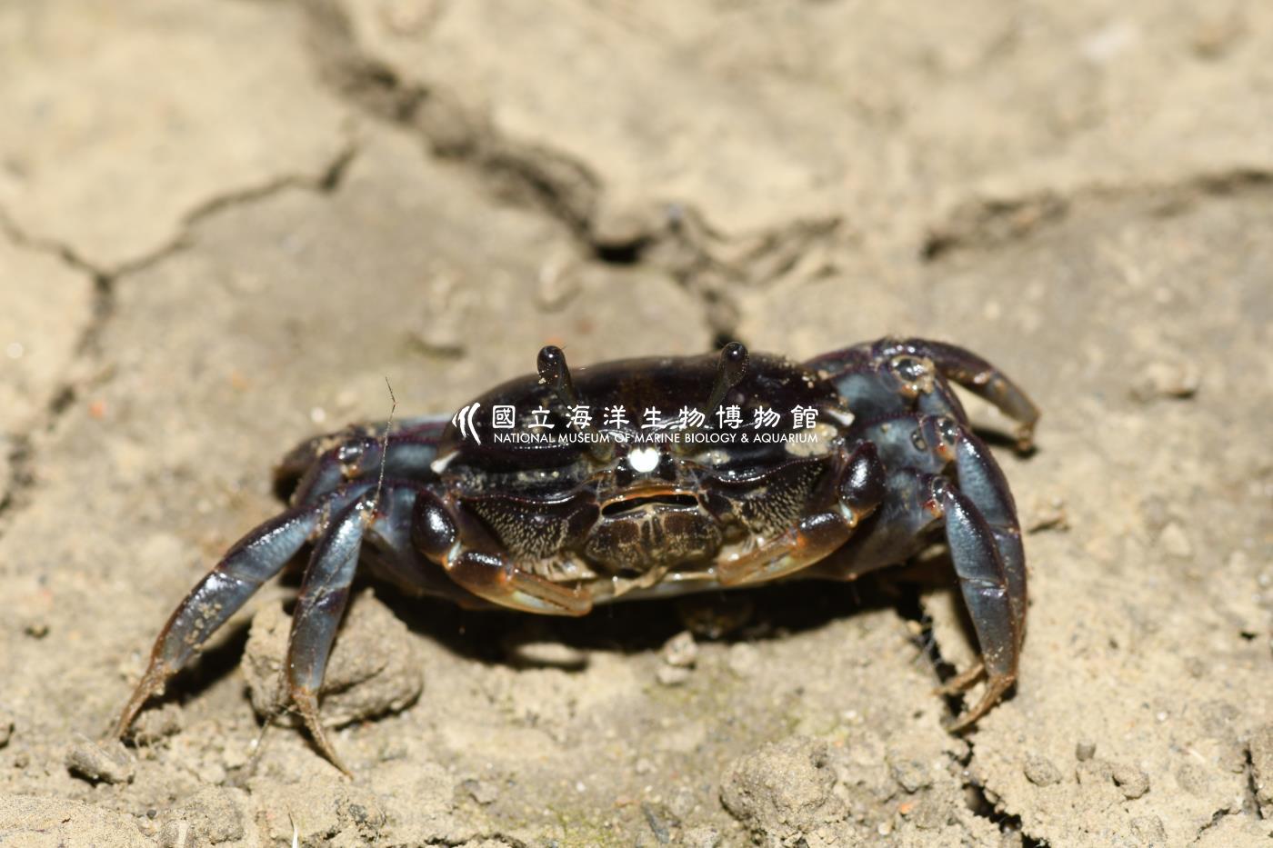 屠氏招潮蟹
