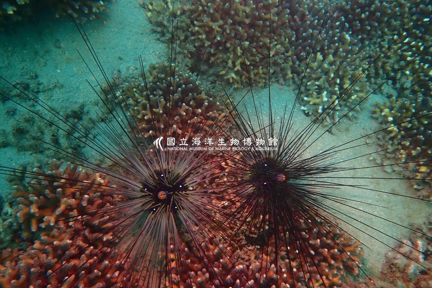 刺冠海膽