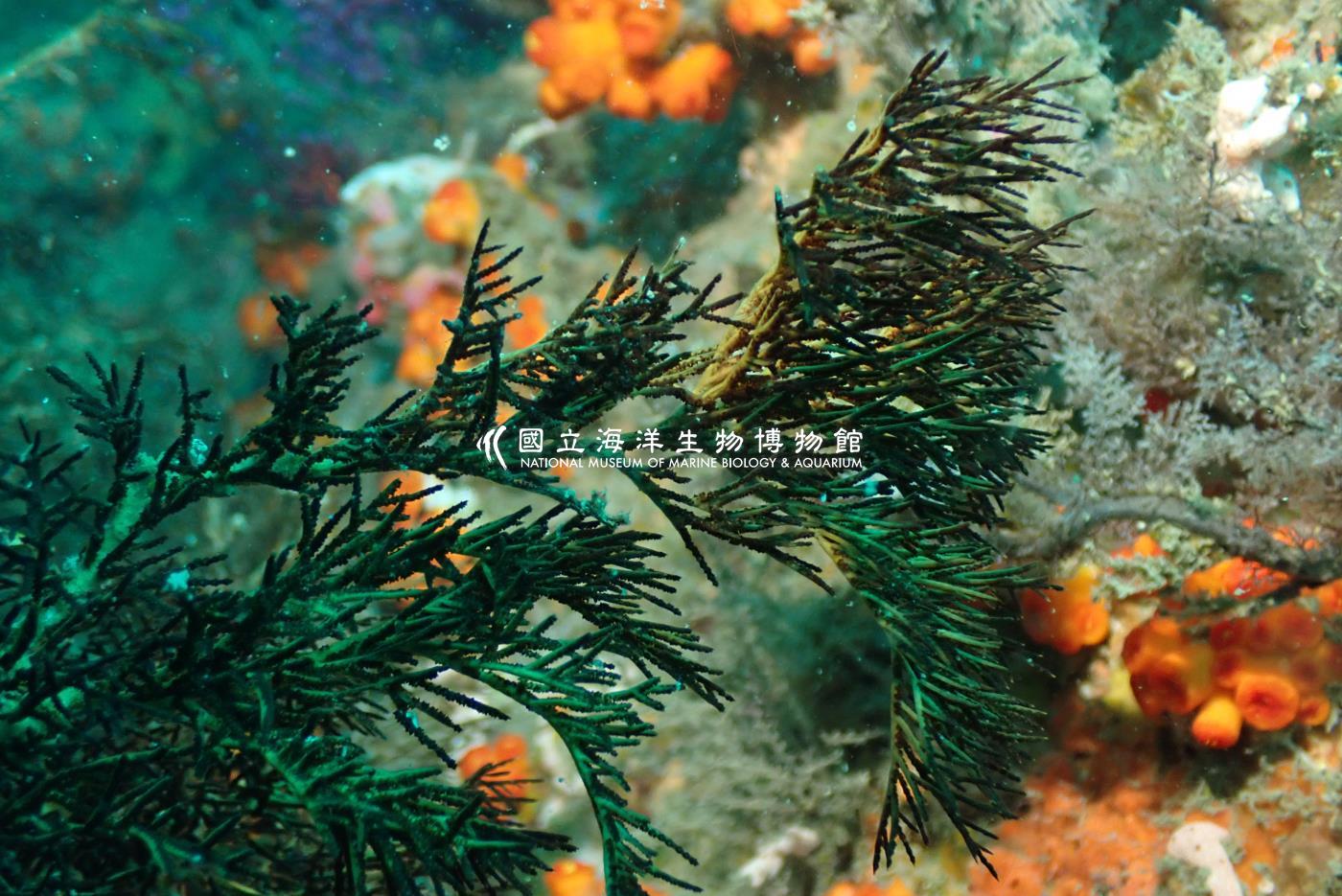 黑角珊瑚科 Antipathidae