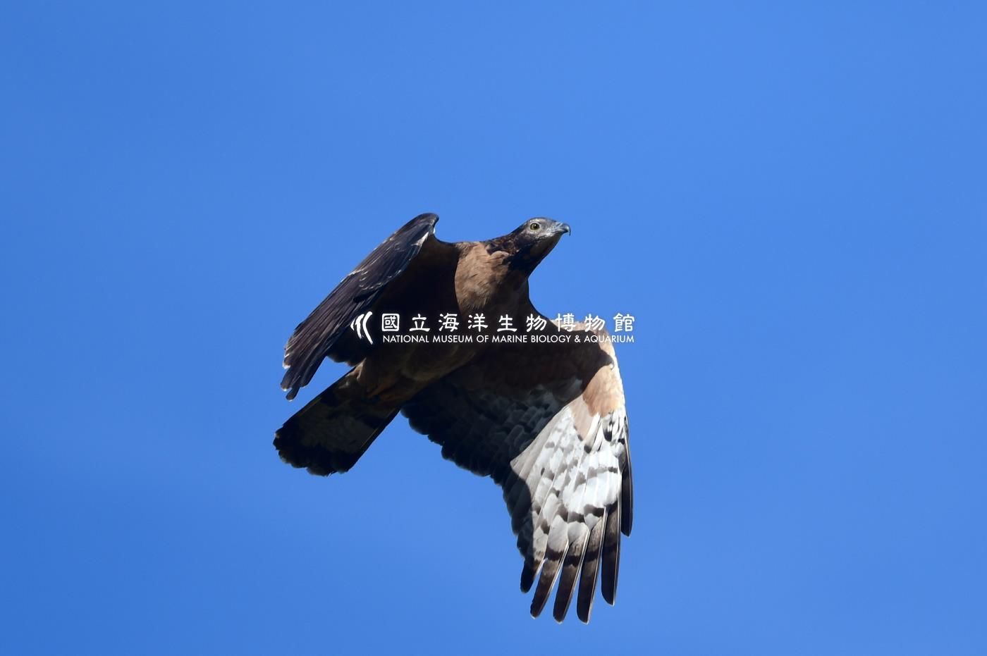 海生館多媒體影音ICMP-中文網-多媒體檢索