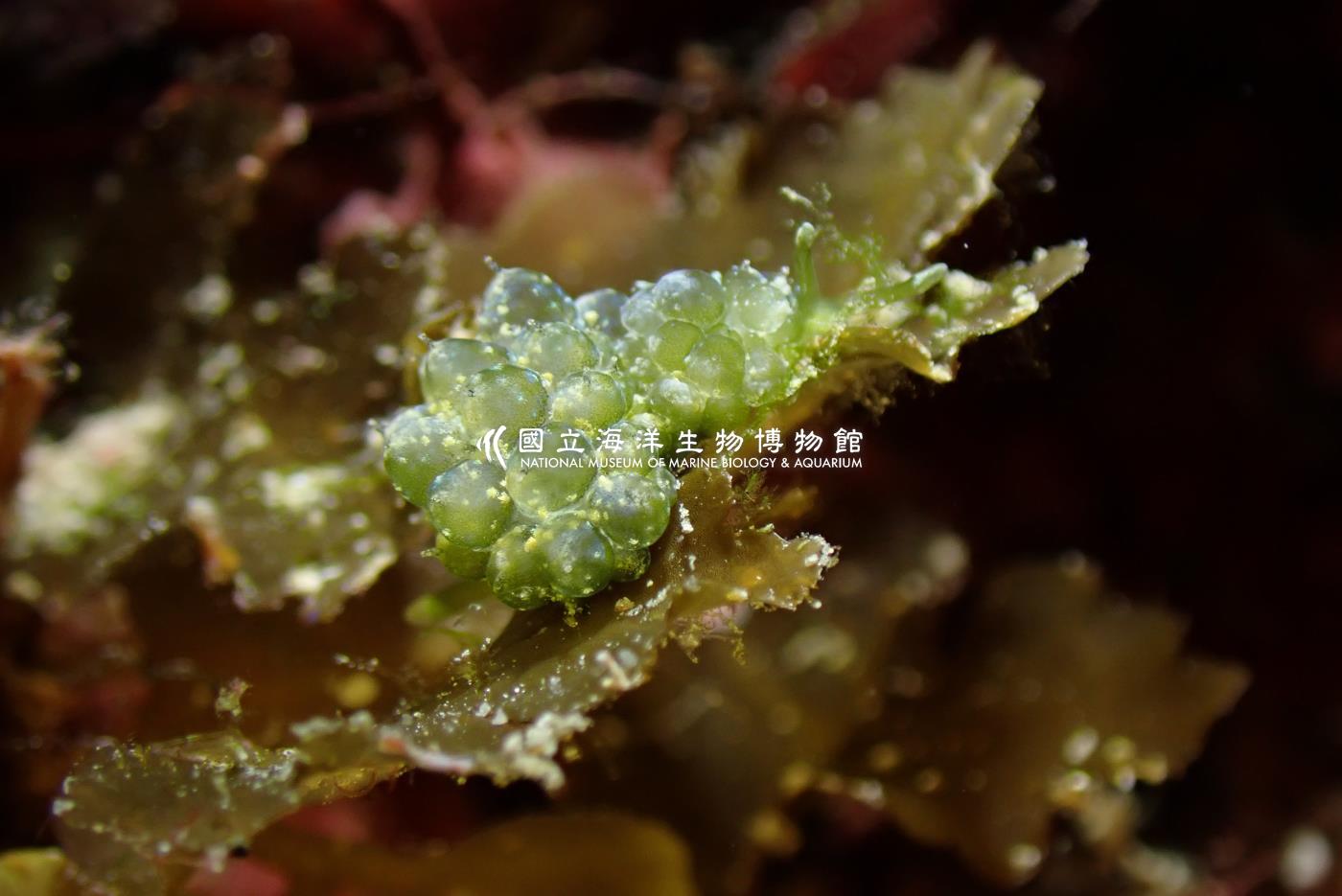 翠綠柱狀海蛞蝓