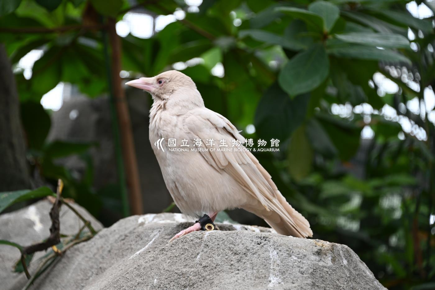 小嘴烏鴉(白化)