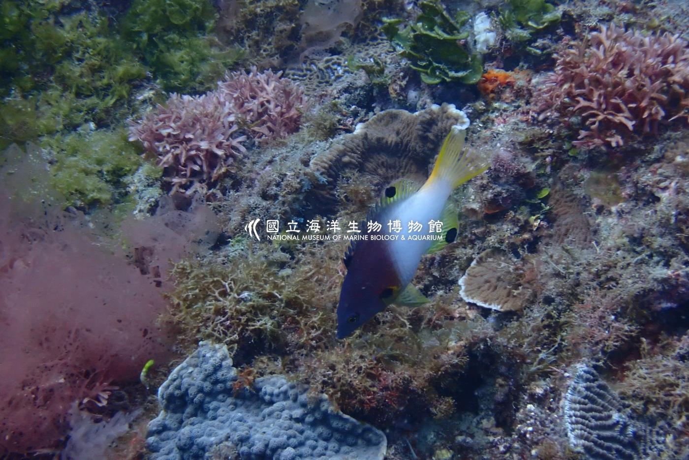 腋斑狐鯛