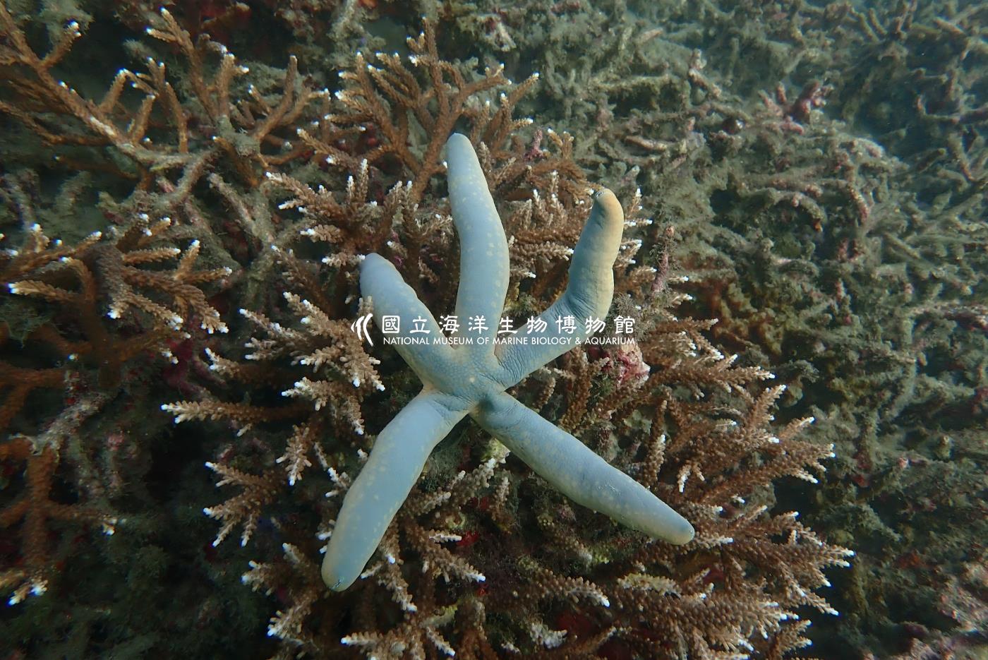 藍指海星