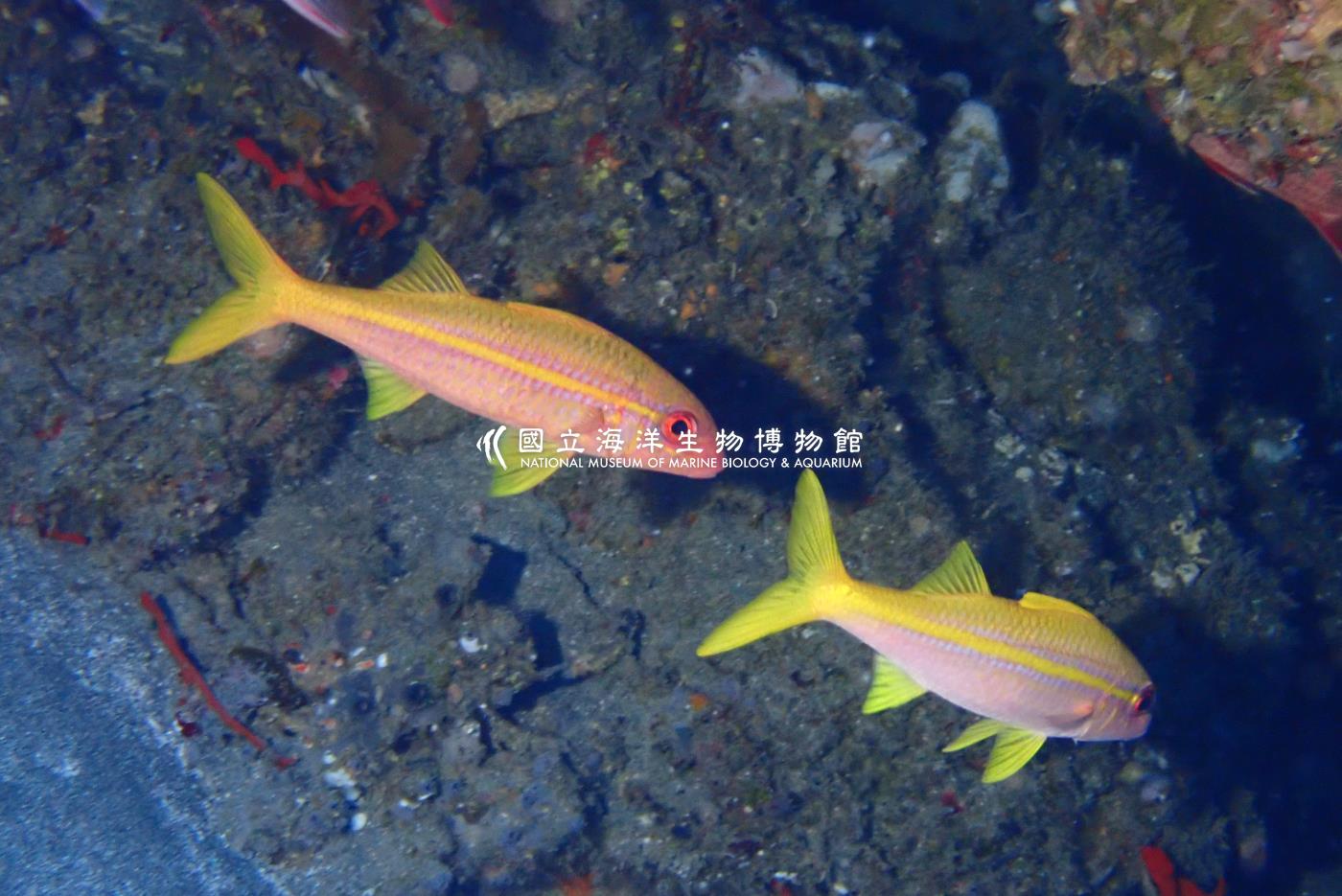 金帶擬鬚鯛