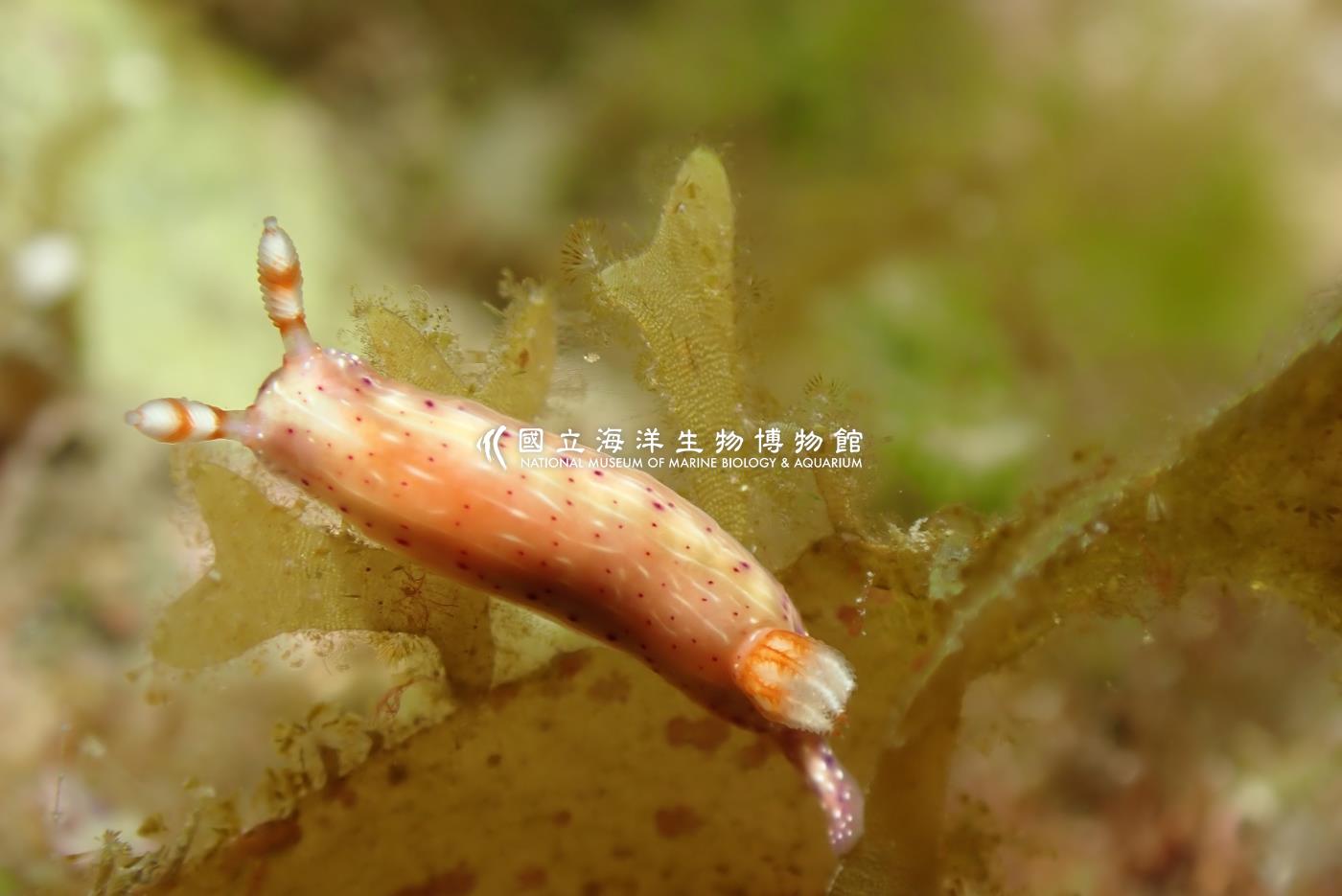 飾纹多彩海蛞蝓