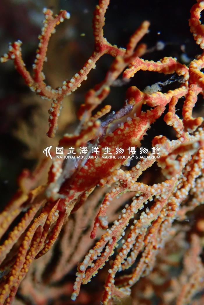 騙梭螺屬